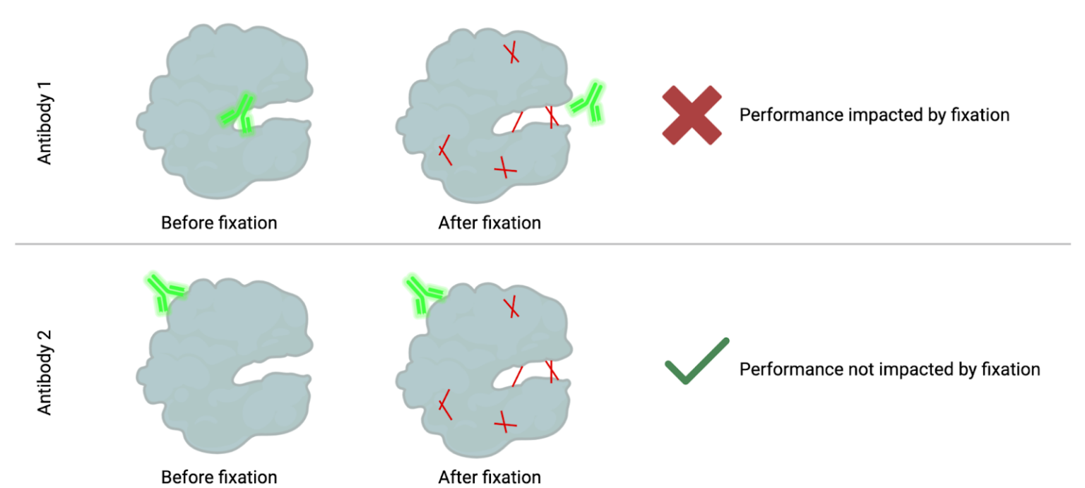 Why Fixation Matters In Cytometry And How Fixation Can Cause Problems