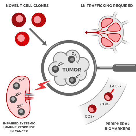Illustration. In the center is a grey mass labeled "tumor" under a magnifying glass. Inside the tumor are three grey cells all with "zzz" above them. Outside the magnifying glass (and therefore outside the tumor) in the four corners are different depictions. Top left shows three red cells and is labeled "novel T cell clones". Top right shows a lymph node with red T cell zones and the words "LN trafficking required". Bottom right shows two red T cells in a blood vessel labeled "LAG-3 and CD8+" with the words "peripheral biomarkers". Bottom left shows a spleen with the same grey, sleeping T cells. There's a red lightning bolt and the words "impaired systemic immune response in cancer".