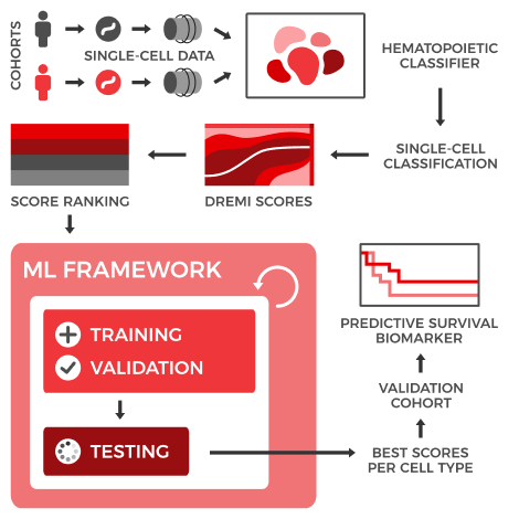 Flow-style infographic. Starting at the top left we see two human icons, differently colored, then arrows showing both become single cell data, then arrows showing that data is combined into a UMAP plot to generate a hematopoietic classifier. The next stages in the middle row show single-cell classification, dremi scores, and score ranking. This leads to the bottom row which has a large box labeled ML framework, within that is a smaller box with Training, Validation, and Testing, and a circular arrow indicating this is done repeatedly within the ML framework. Finally, this leads to the last sequence which are best scores per cell type, validation, cohort, and predictive survival biomarker with an illustration of a kaplan-meier curve.