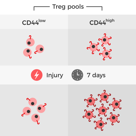 Mass cytometry in combination with RNA and TCR sequencing identified a distinct CD44high subset of Tregs that activate and proliferate in response to injury