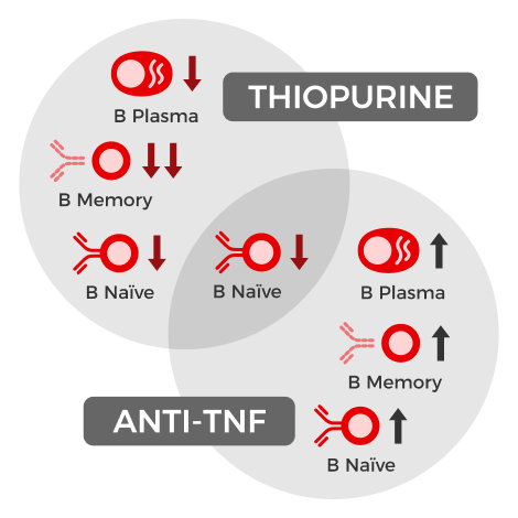 A 2D illustration of a grey venn diagram on a white background. One circle is labeled "Thiopurine" and the other is labeled "Anti-TNF". We see red cells, representing B cell subsets, in each with arrows up or down. The Thiopurine side shows Plasma, Memory, and Naive B cells go down. The Anti-TNF side shows all three go up. In the middle, we see that only Naive B go down while the Plasma and Memory effects were canceled out by combination treatment.