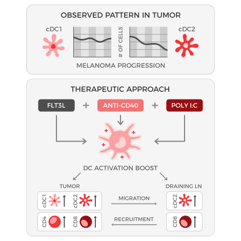 An infographic. Top section is labeled “observed pattern in tumor” and has two graphs showing number of cells on y-axis and melanoma progression on x-axis. On the left, a horizontal line shows that cDC1 numbers remain constant as melanoma progresses, on the right a downward slope shows that cDC2 numbers decrease. The bottom section is labeled therapeutic approach and shows a DC activation boost using FLT3L + anti-CD40 + Poly I:C results in increased cDC1, cDC2, CD4 T, and CD8 T cells in tumor while tumor-draining lymph node only shows increase in cDC2 and CD8. Arrows between the tumor and draining lymph node show migration of cDC2 from the tumor to the lymph node and recruitment of CD8 T cells from the lymph node to the tumor, indicating the two are interconnected.
