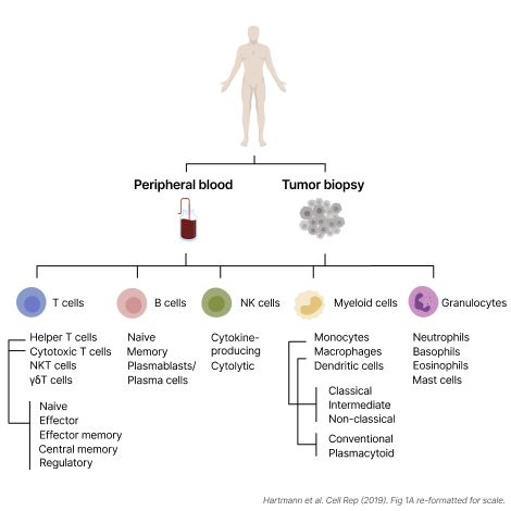 Infographic hierarchy with an outline of a human at the top level. The second level has two groups, Peripheral Blood and Tumor Biopsy. The third level has different types of immune cells: T cells, B cells, NK cells, Monocytes, and Granulocytes. The fourth level has all of the subsets within each cell type listed as text. There are roughly 9 T cell subsets, 4 B cell subsets, 2 NK subsets, 8 Monocyte (and macrophage) subsets, and 4 Granulocyte subsets.