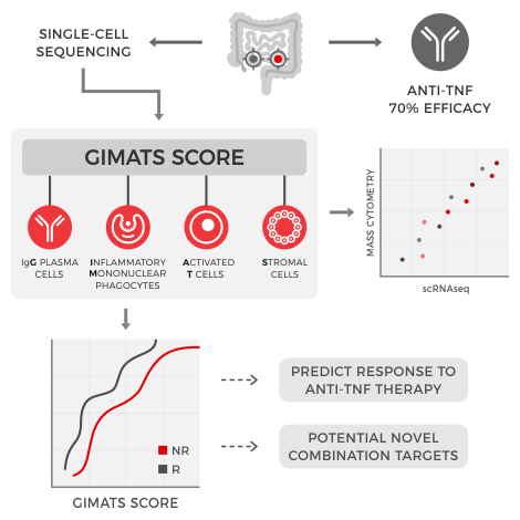 Illustrated infographic. At the top in center is a gut with two locations circled, one in gray another in red. An arrow to the right points to an antibody with the text “anti-TNF 70% efficacy”. An arrow to the left points to the words “single-cell sequencing” and a flow chart. Following single-cell sequencing there’s a box labeled “G.I.M.A.T.S. score” with four icons representing: IgG plasma cells (G), inflammatory mononuclear phagocytes (I.M.), activated T cells (A.T.), and stromal cells (S). An illustrated dot plot next to it shows scRNAseq on the x-axis and mass cytometry on the y-axis. The dots appear to fit along an x=y line to suggest strong correlation. At the bottom an illustrated line graph with “GIMATS score” on the x-axis and “cumulative patient fraction” on the y-axis shows two increasing lines. There is an increasing gray line labeled “R” with a similarly increasing red line labeled “NR”, but shifted to the right. This indicates that for a given patient fraction among responders (y-axis), the GIMATS score is higher (right-shifted) for non-responders. This graph points to two outcomes, “predict response to anti-TNF therapy” and identify “potential novel combination targets”.
